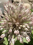 1st Jun 2021 - Allium Flower 