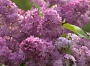 2nd Jun 2021 - My Lilacs