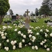 Cemetery flowers by scoobylou