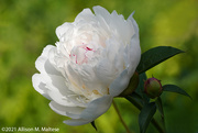 2nd Jun 2021 - The First Peonies