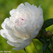 The First Peonies by falcon11