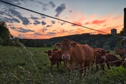 2nd Jun 2021 - Cows at sunset