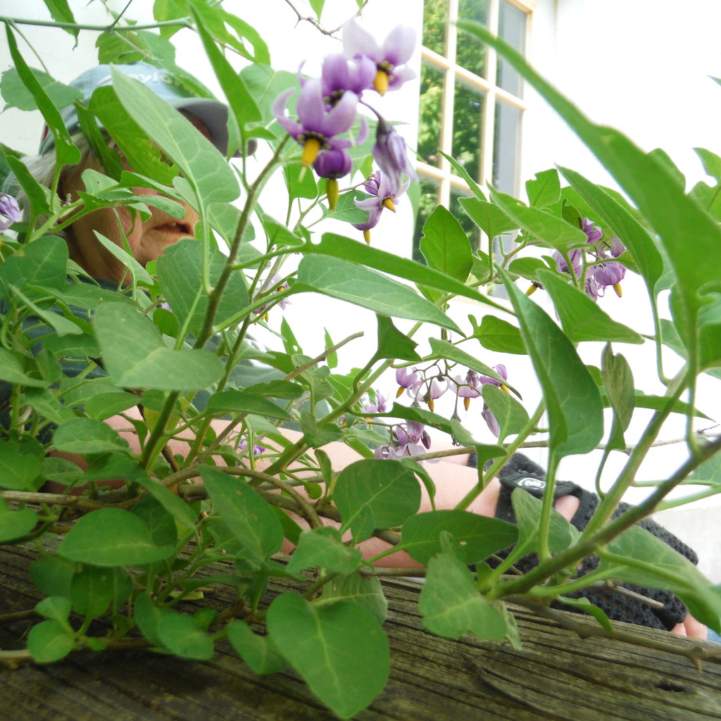Little Purple Flowers by spanishliz