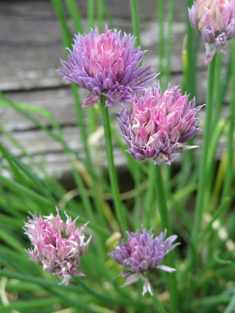 The Flowers of Chives  by jo38