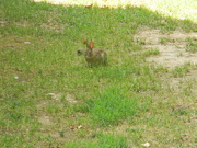 1st Jun 2021 - Rabbit in Neighbor's Yard 