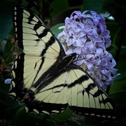 3rd Jun 2021 - Tiger Swallowtail Enjoying my Lilacs