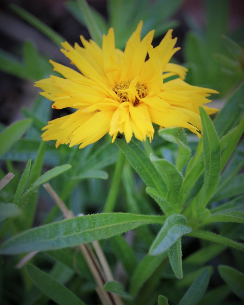 April 26: Coreopsis by daisymiller