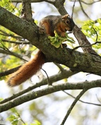 27th Apr 2021 - April 27: Squirrel Snack