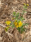 2nd Jun 2021 - flower in the dry grass