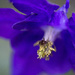 Columbine Flower Night Visitor by pdulis