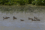 2nd Jun 2021 - Mrs. Wood Duck with the Kids