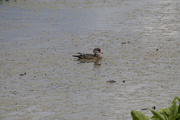 2nd Jun 2021 - Mr. Wood Duck Out with the Gang