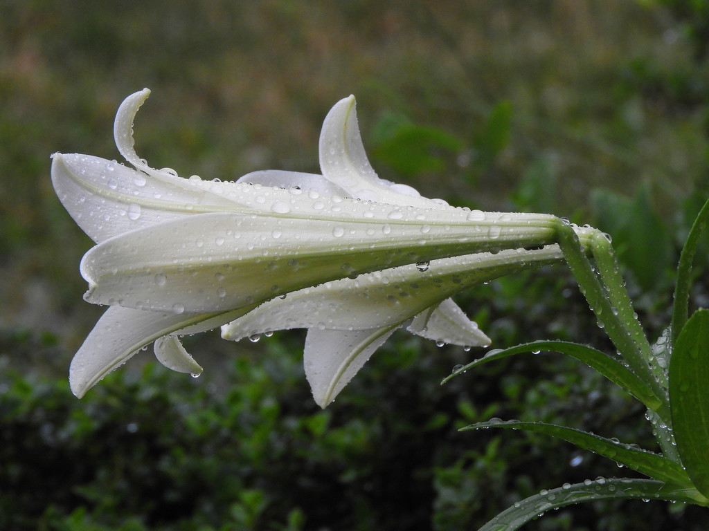 Raindrops on lilies by homeschoolmom