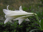 2nd Jun 2021 - Raindrops on lilies