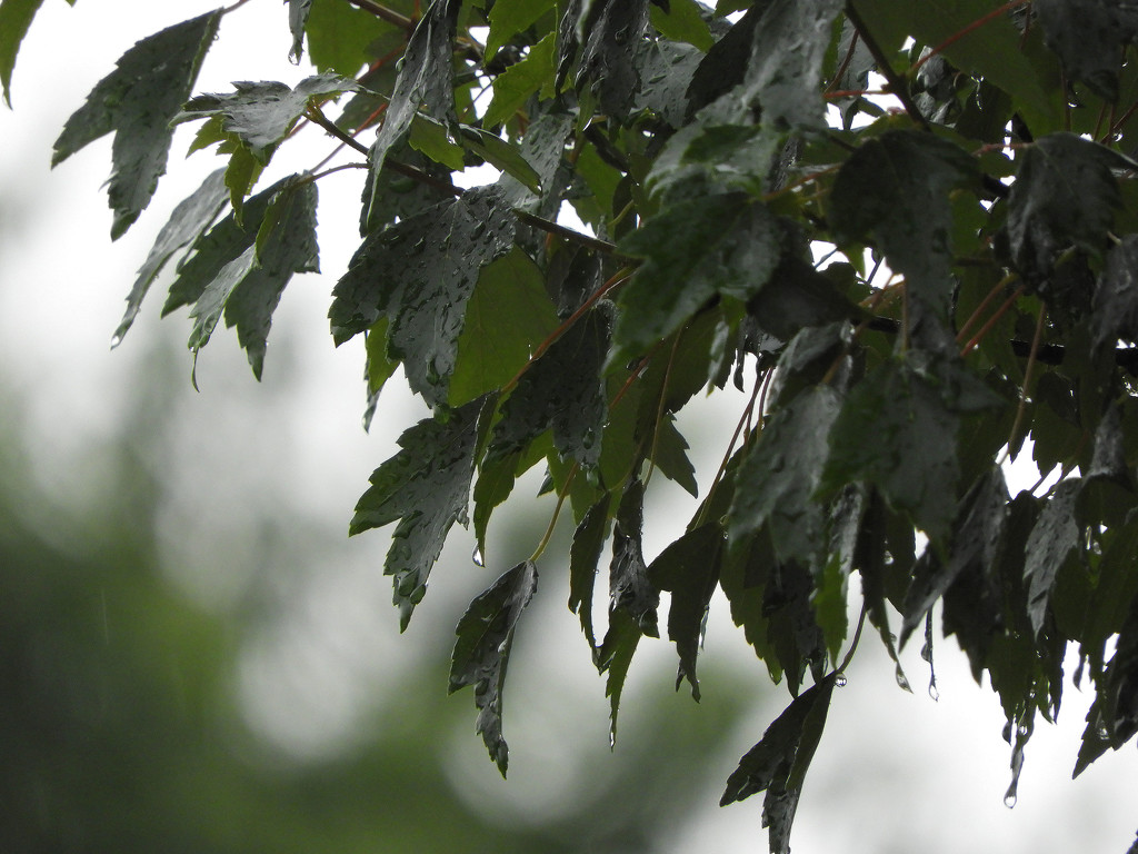  Leaf bokeh by homeschoolmom