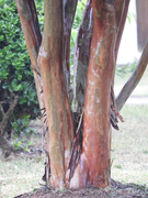 2nd Jun 2021 - Crepe Myrtle tree trunk