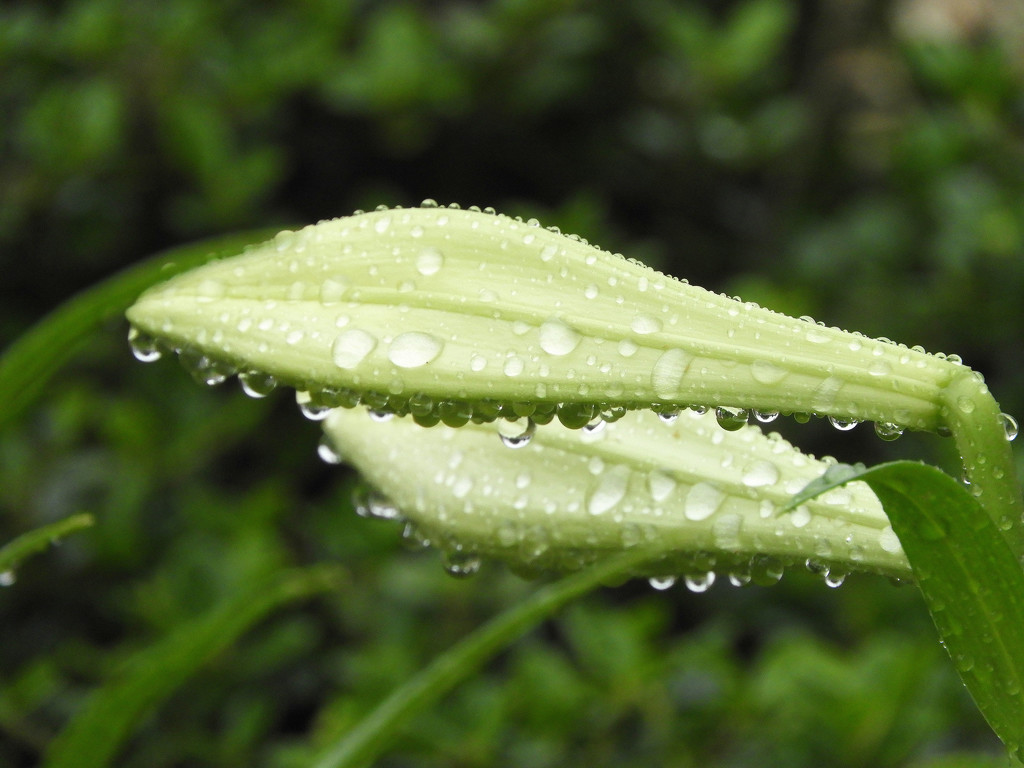 Raindrops on lily blossoms by homeschoolmom