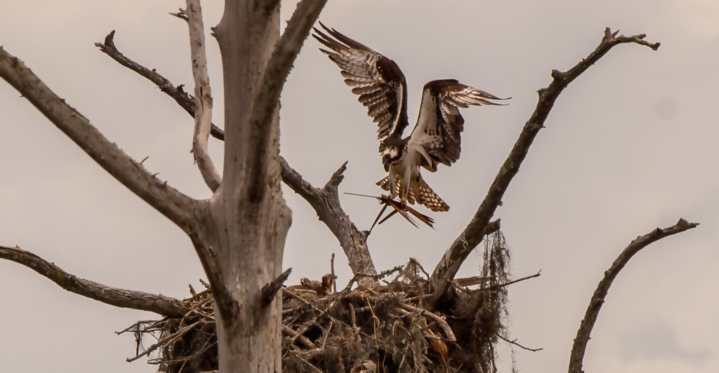 Osprey Mom Bringing in Nesting Materials! by rickster549