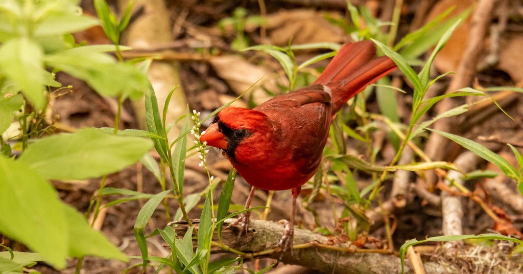 Mr Cardinal Eating the Seeds! by rickster549