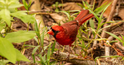 2nd Jun 2021 - Mr Cardinal Eating the Seeds!