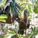 Glossy ibis bringing sticks for nest  by dutchothotmailcom