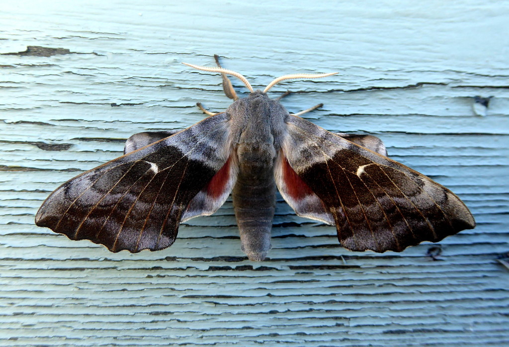 Poplar hawk moth by steveandkerry
