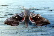 3rd Jun 2021 - Poplar hawk moth