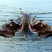 Poplar hawk moth by steveandkerry