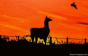 3rd Jun 2021 - Llama in the sunrise (painting)