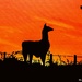 Llama in the sunrise (painting) by stuart46