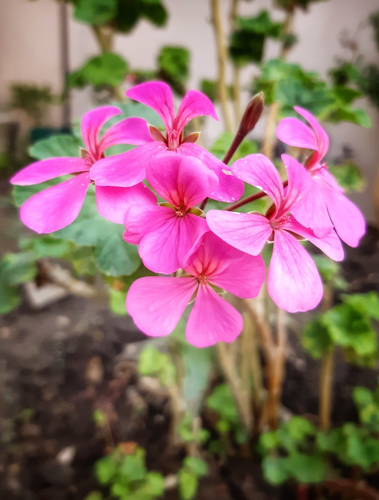 Geranium blooms by salza