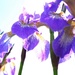 Iris Formation by allsop
