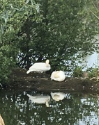 3rd Jun 2021 - Mr Swan stood guard while the Mrs slept!!