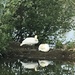Mr Swan stood guard while the Mrs slept!! by 365anne