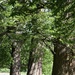 Three trees. by wakelys