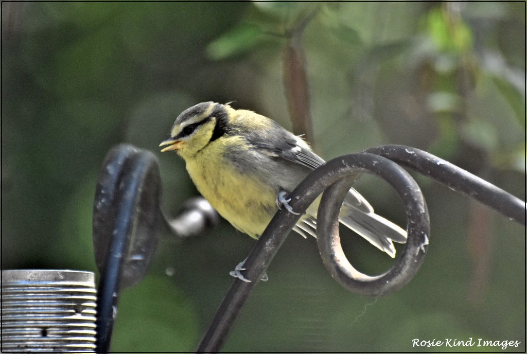 One of the blue tit fledglings by rosiekind