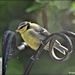 One of the blue tit fledglings by rosiekind