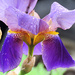 Iris  by seattlite