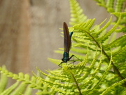 31st May 2021 -  Banded Demoiselle 