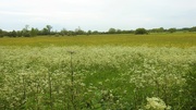 31st May 2021 -  Buttercups and Cow Parsley