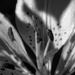 Tiger lily... by marlboromaam