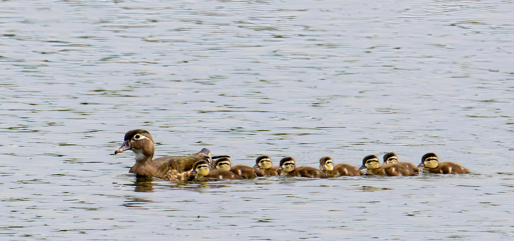 Mum Wood Duck and her Ducklings by sprphotos