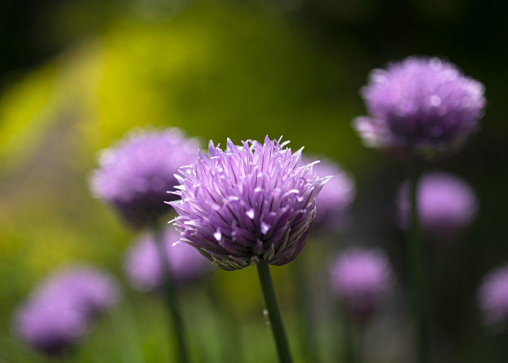 Chives by fueast