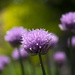 Chives by fueast