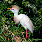3rd Jun 2021 - Beautiful colors of a Cattle Egret