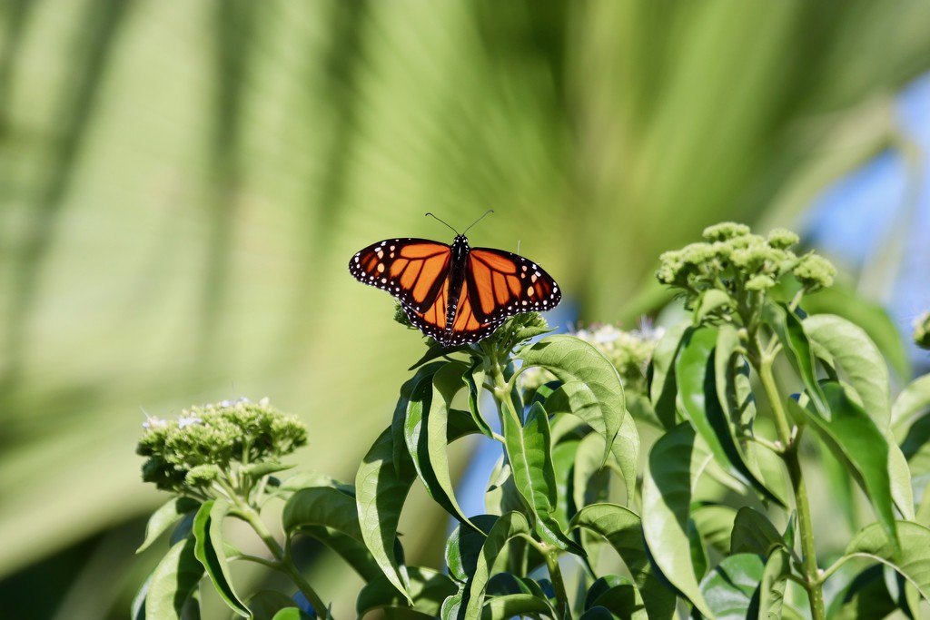 Butterflies in the garden ... by lisasavill