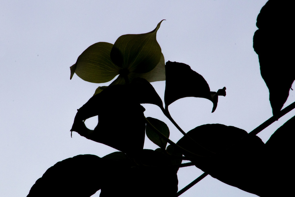 Dogwood Silhouette by tdaug80