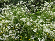 3rd Jun 2021 - Buttercups and cow parsley
