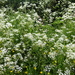 Buttercups and cow parsley by snowy