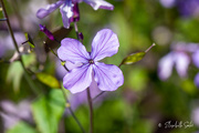 3rd Jun 2021 - Purple flower